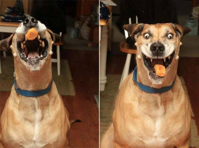 Η απίστευτη φάτσα σκύλου την ώρα που τρώει κοτομπουκιές! (pics)