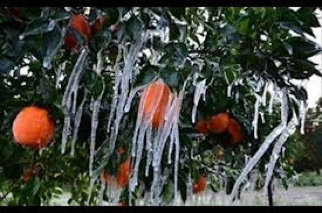 Παρατείνεται η προθεσμία για τους αγρότες να δηλώσουν ζημιές παγετού