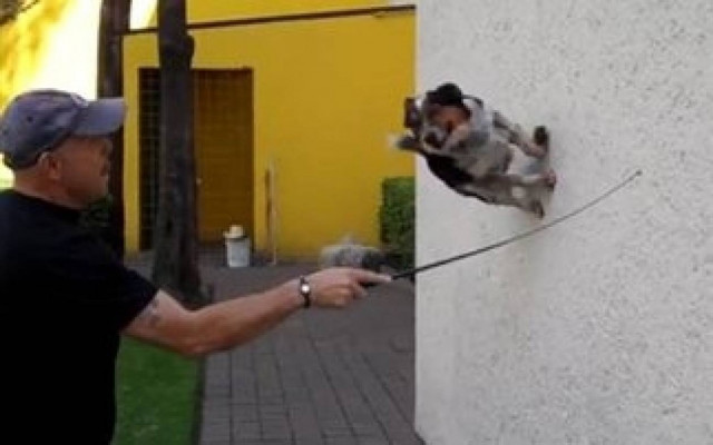 Βίντεο: Ο πιο ταλαντούχος σκύλος που έχετε δει