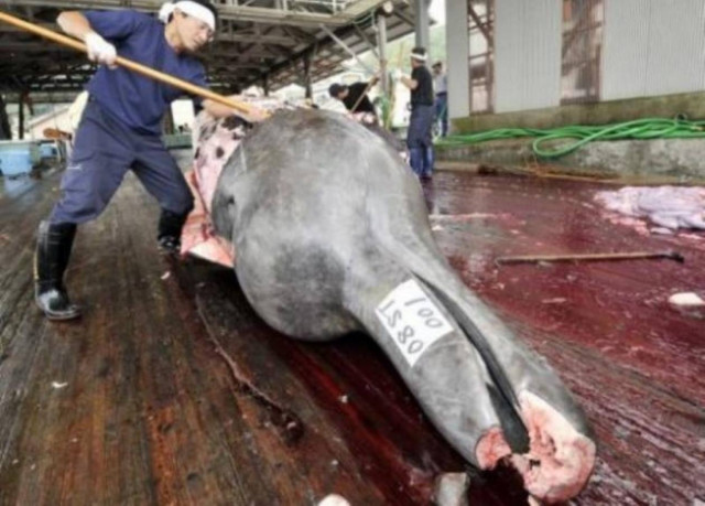 Φαλαινοθηρία: Στα χαμηλότερα επίπεδα από το 1987