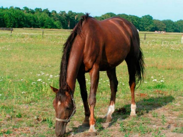 Εδωσαν κλήση... σε άλογο - Δείτε την!