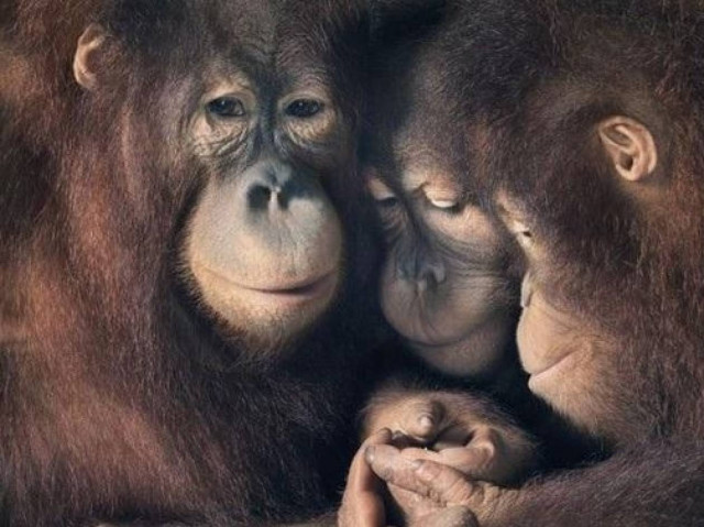 Σαν να ήταν άνθρωποι...