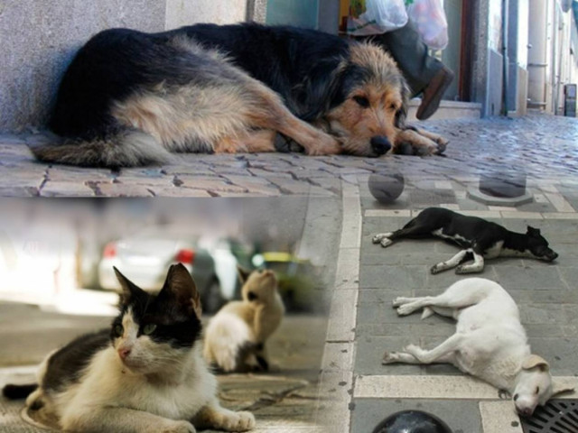 Τα αδέσποτα της... κρίσης