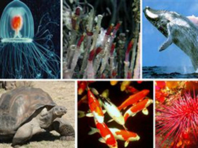 Υπεραιωνόβια ζώα ή απλά... Μαθουσάλες