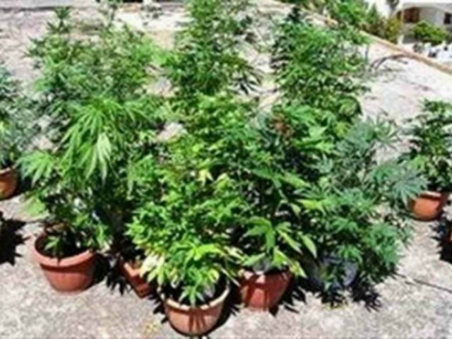 Άρτα: Είχε κάνει τον κήπο του... θερμοκήπιο κάνναβης