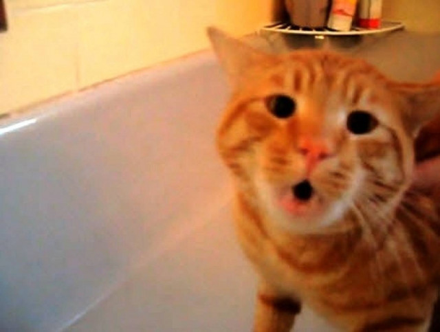 Βίντεο: Όταν η γάτα δεν θέλει να κάνει μπάνιο μπορεί να πει και «no»!