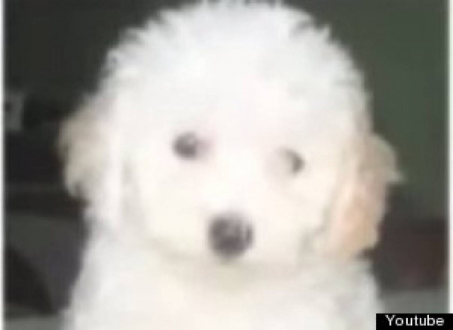 Έπαθε ΣΟΚ: Ανακάλυψε ότι το σκυλάκι που αγόρασε ήταν...