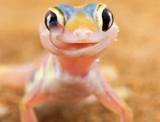 Μια σπάνια περίεργη σαύρα της ερήμου!