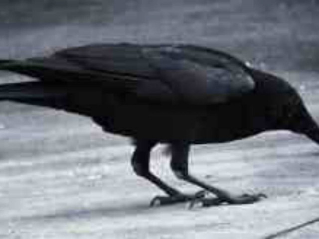 Απίστευτο βίντεο: Δείτε το πιο έξυπνο πουλί του κόσμου