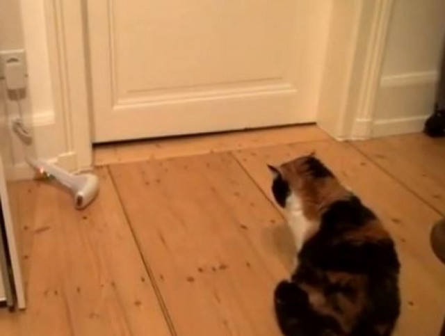 Ο πιο φοβιτσιάρης γάτος του κόσμου!