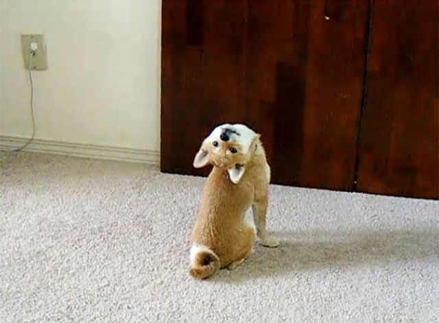 Βίντεο: Το απίστευτο κουτάβι που έχει ξετρελάνει το YouTube