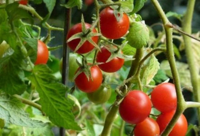 Έλληνας σκότωσε Έλληνα για πέντε ντοματιές!