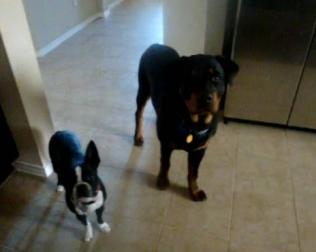 Γαρίδα; όχι ευχαριστώ!