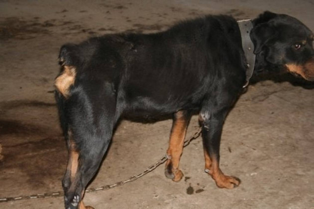 Εισαγγελική εγκύκλιος: Να συλλαμβάνονται όσοι κακοποιούν ζώα