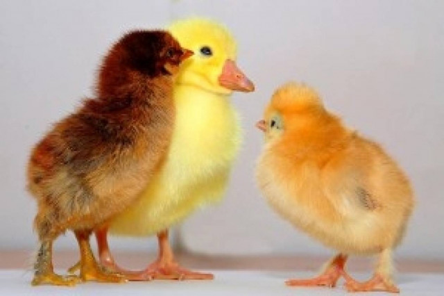 Πάπια γέννησε… κοτόπουλο!