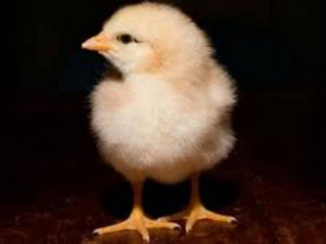 Πάπια γέννησε… κοτόπουλο!