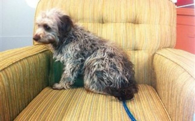 Φρίκη: 78χρονος έδεσε σκύλο στις ράγες τραίνου