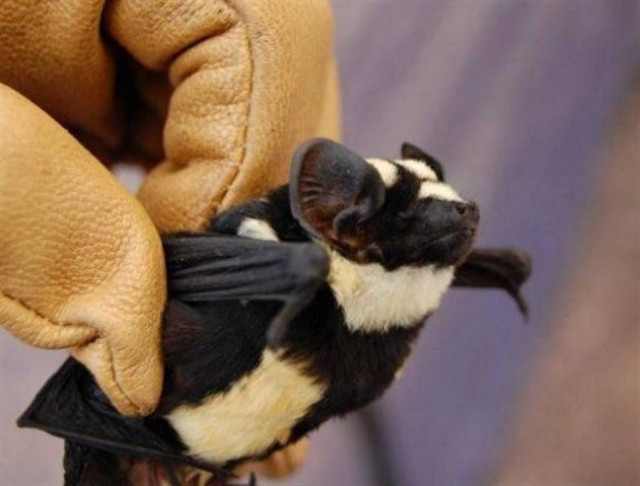 Απίστευτο: Βρήκαν νέο είδος νυχτερίδας-Πάντα!