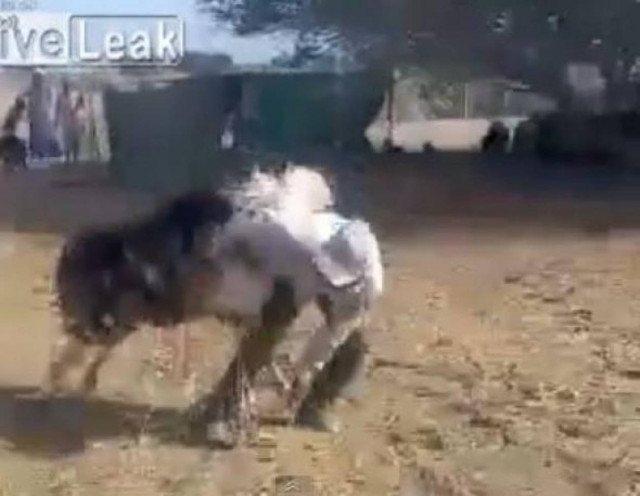 Βίντεο: Η εκδίκηση της κατσίκας