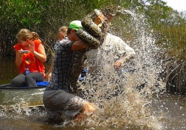 Βίντεο-ΣΟΚ: Ξεναγός δίνει μάχη με πύθωνα 6 μέτρων!
