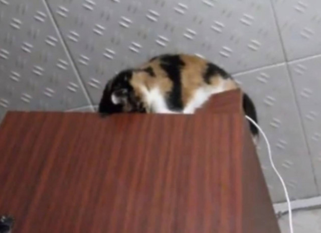 Γατάκι χάνει την ισορροπία του και... (vid)