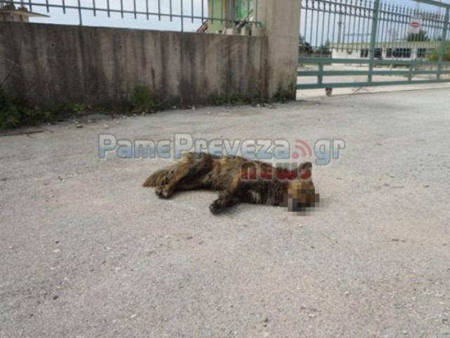 Οργή για τις συνεχιζόμενες δολοφονίες ζώων