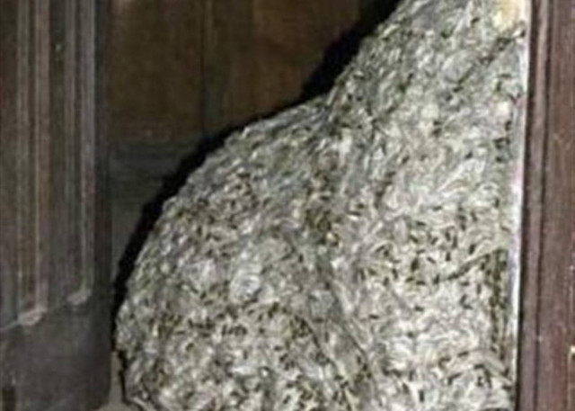 Βρήκαν σφηκοφωλιά μήκους 7 μέτρων στην Ισπανία!