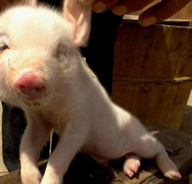 ΣΟΚ: Γεννήθηκε γουρουνάκι με δυο κεφάλια! (pic)