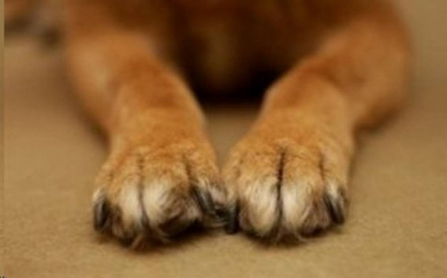 Πρέβεζα: Δηλητηριάστηκαν τέσσερα σκυλιά σε μία ημέρα