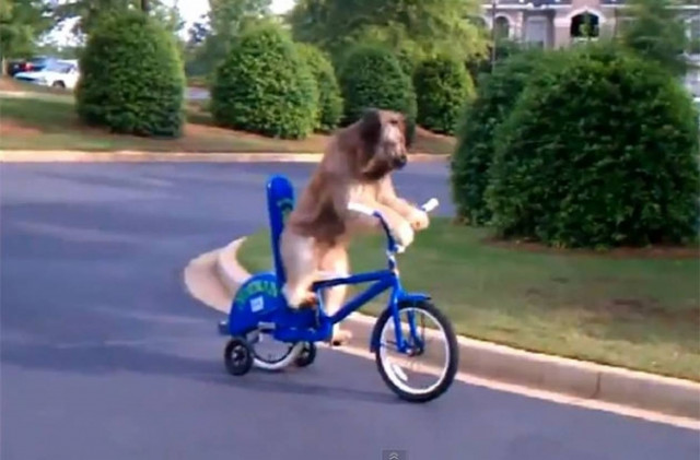 Θα τρίβετε τα μάτια σας: 4 σκύλοι με... ανθρώπινες ικανότητες!