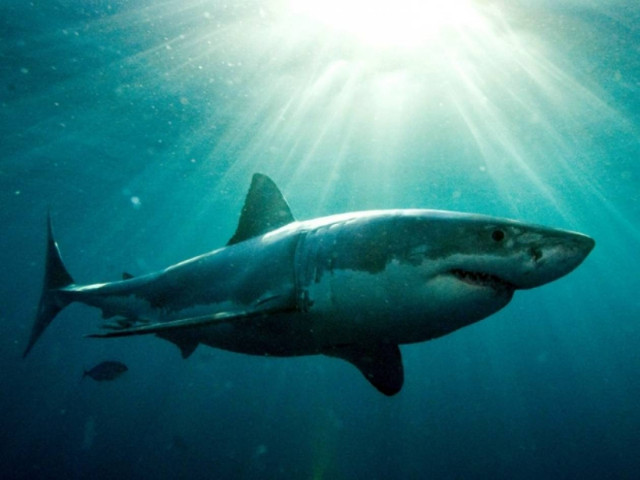 Πώς επηρεάζει η πανσέληνος τους καρχαρίες