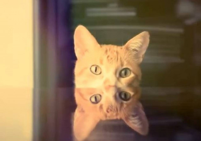 10 οδηγίες μακροζωίας από μια… γάτα!