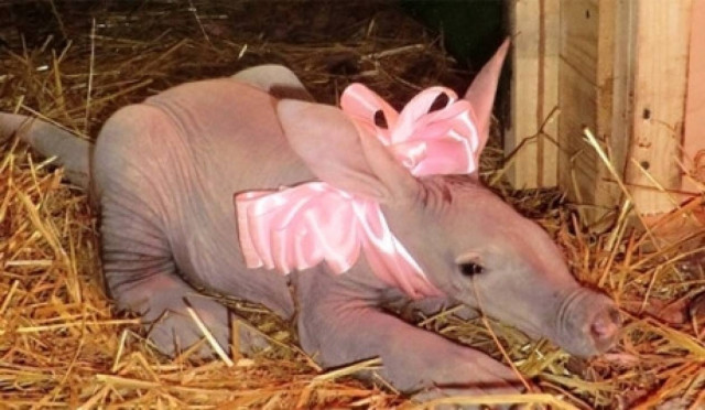 Πρώτη φορά στη Ρωσία γεννήθηκε θηλαστικό οικογένειας  σωληνοδοντίδων