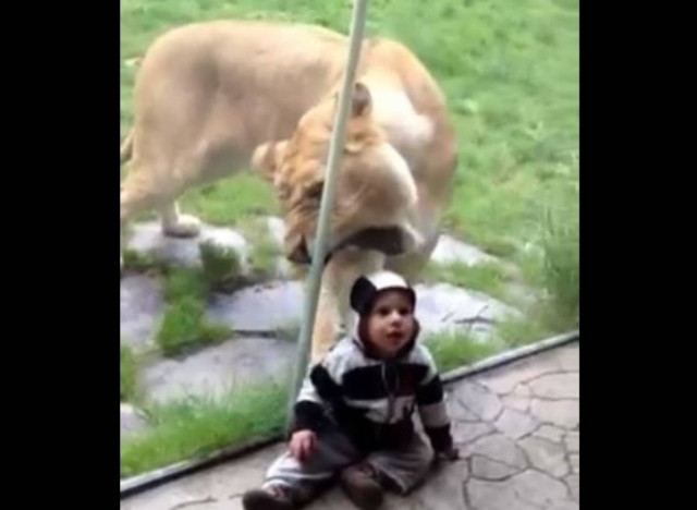 Βίντεο: Λιοντάρι προσπαθεί να φάει μωρό