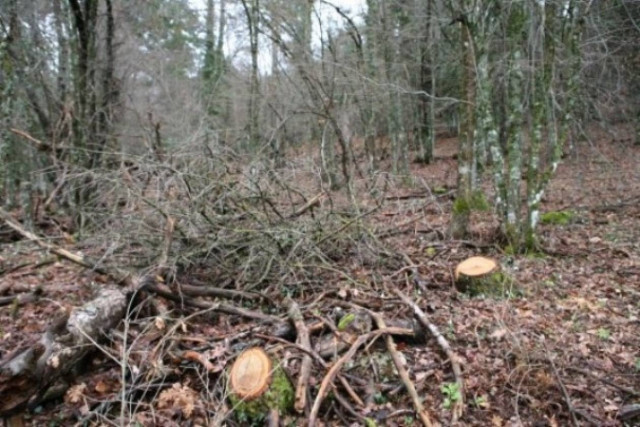 Τραγωδία: Πατέρας τεσσάρων παιδιών καταπλακώθηκε από δέντρο