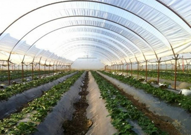 ΣΕΒ: Να πατάξει η πολιτεία φαινόμενα όπως αυτό στη Μανωλάδα