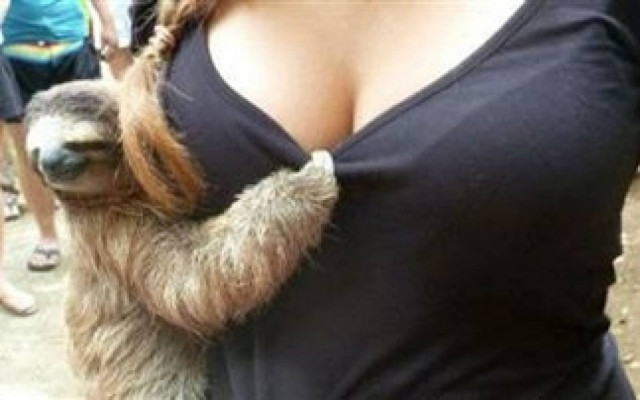 Ακόμα και τα ζώα δεν μπορούν να αντισταθούν σε αυτές τις κοπέλες!