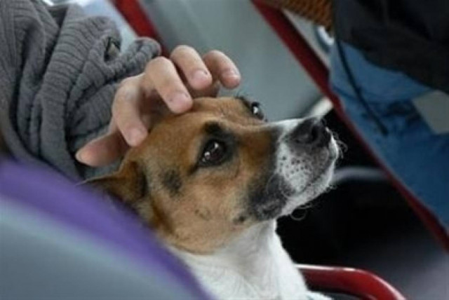 Ελεύθερη η μεταφορά ζώων με ΚΤΕΛ