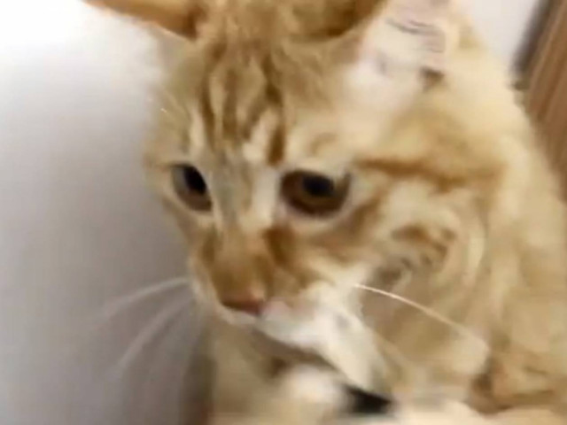 Βίντεο: Γάτα προσπαθεί να ρουφήξει την ηλεκτρική σκούπα