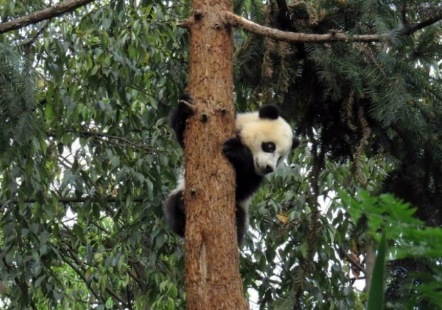 Κίνα: Τα πάντα έπαθαν ψυχικό κλονισμό από το σεισμό