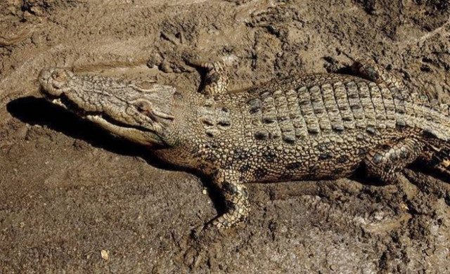 Αυστραλία: Γλύτωσε με τις γροθιές από τα δόντια του κροκοδείλου