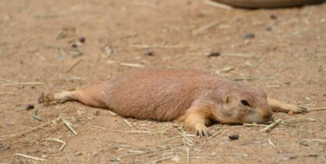 Μαθήματα από την Φύση: Δες τι παθαίνει όποιος τρώει πολύ!