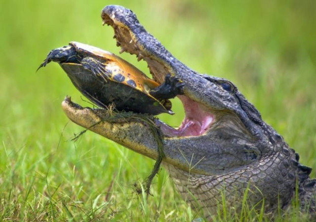 Χελώνα vs κροκόδειλος σημειώσατε… 1