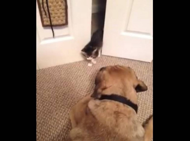 Βίντεο: Η ατρόμητη γάτα