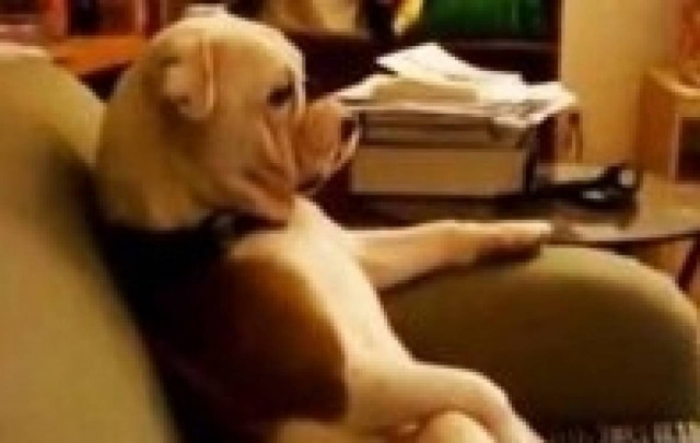 Βίντεο: Απίθανα ζώα που συμπεριφέρονται σαν...άνθρωποι!