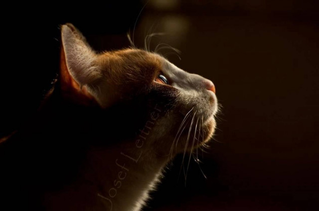 Ρόδος: Τι θα γίνουν τα 300 αδέσποτα;