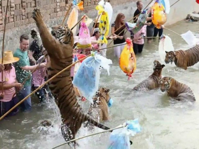 Βίντεο: Τουρίστες... παίζουν με τίγρεις χωρίς καμία απροστασία