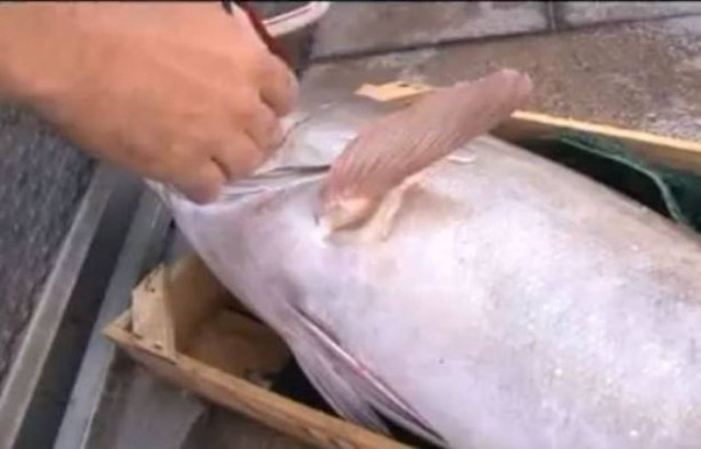 Κόρινθος: Δεν πίστευε στα μάτια του ο ψαράς! (βίντεο)