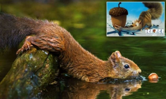 Απίστευτο: Ο σκίουρος του Ice Age ζει ανάμεσά μας! (pics)