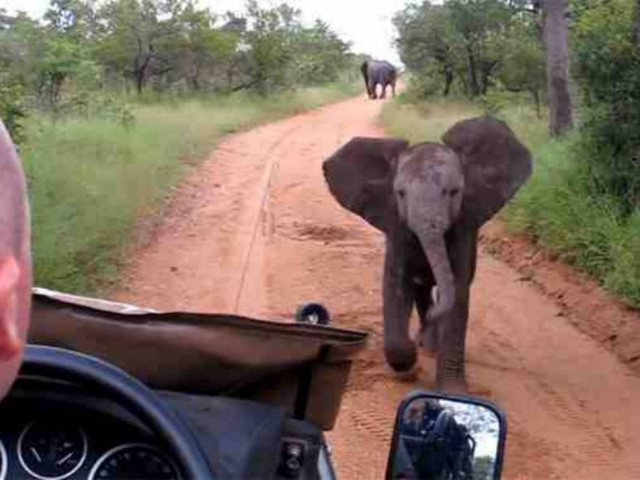 Απίθανο βίντεο: Ελεφαντάκι προσπαθεί να τρομάξει τουρίστες!